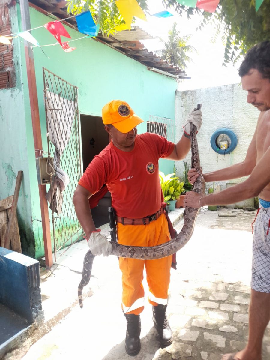Moradores encontram jiboia de 2 metros no telhado de casa na Grande Natal