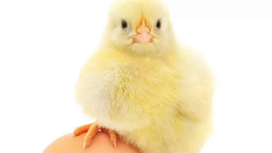 Quem veio primeiro: o ovo ou a galinha? A ciência tem uma nova explicação