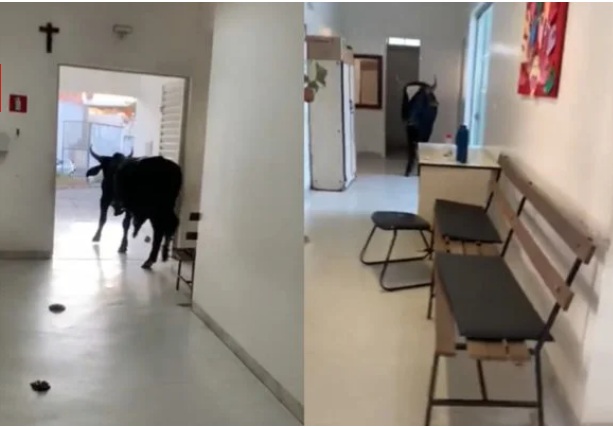 VÍDEO: Boi invade posto de saúde, defeca, urina e assusta funcionários