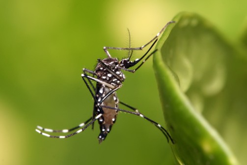 Boletim Epidemiológico aponta diminuição dos casos de dengue no RN