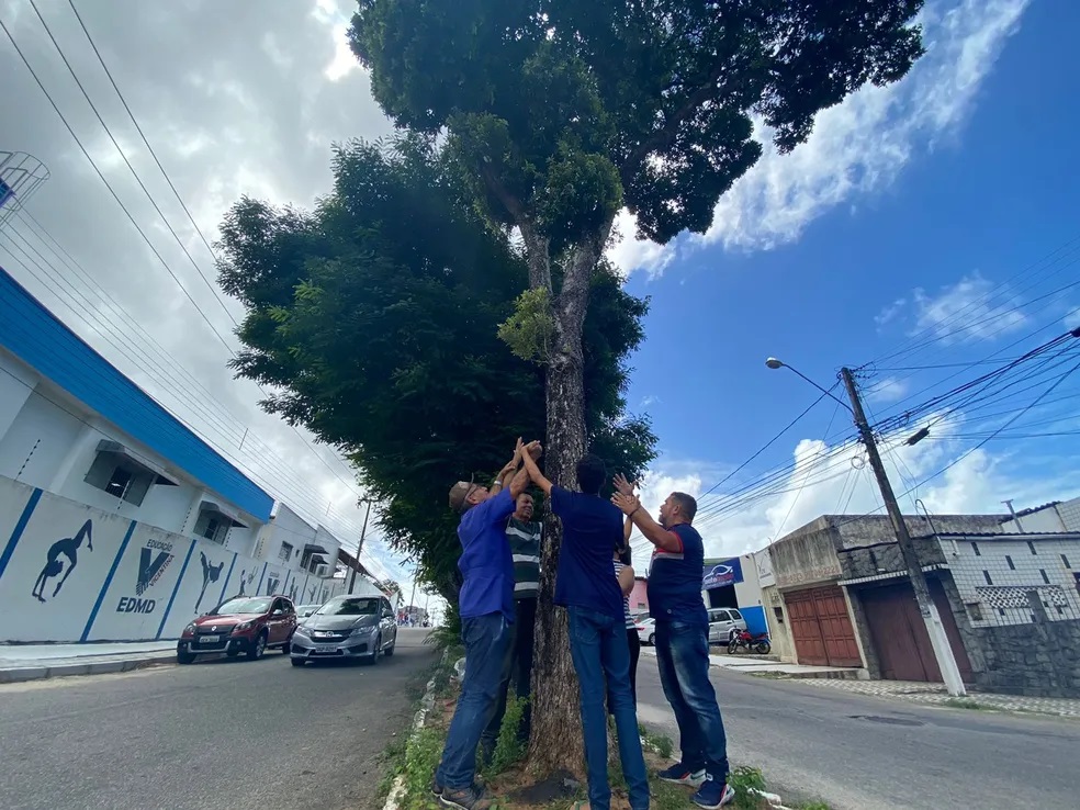 Prefeitura de Natal vai manter árvores na avenida Jaguarari após acordo com Ministério Público
