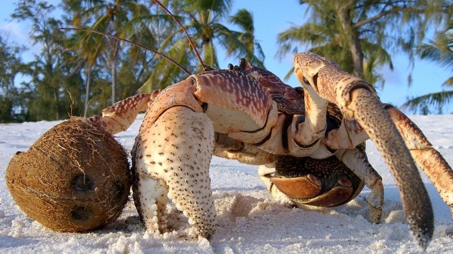 Caranguejo gigante seria a chave de um dos maiores mistérios da aviação