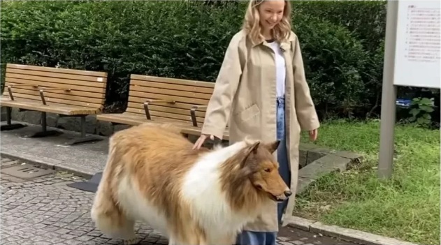 VÍDEO: Homem que pagou R$ 75 mil para 'virar' cachorro faz 1º passeio; ASSISTA