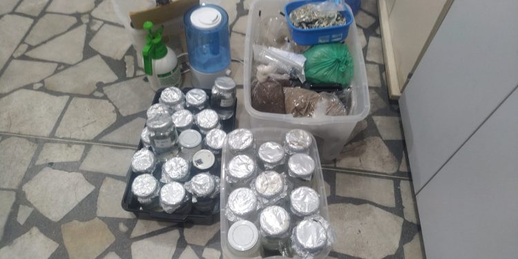Polícia fecha laboratório e apreende 'cogumelos mágicos' e drogas alucinógenas em Mossoró