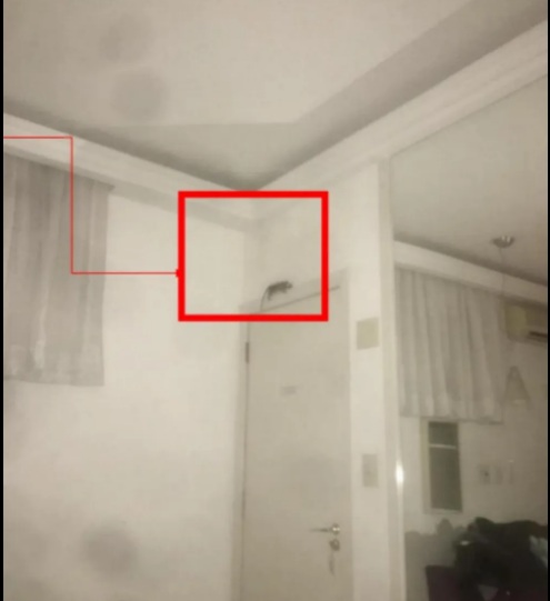 Mulher é mordida por rato em motel e será indenizada por danos morais