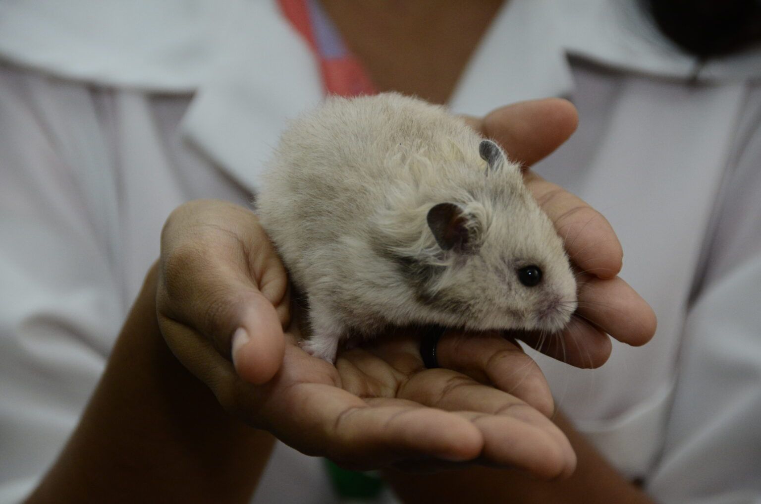 Ranking global de universidades destaca produção científica do RN na área de ciência animal e veterinária