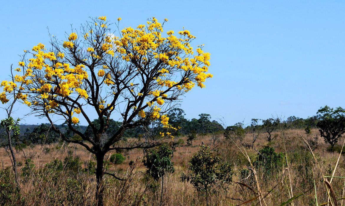 Desmatamento cresce 16,5% no Cerrado e cientistas pedem controle