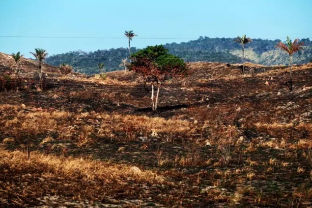 Mês de julho registrou a maior destruição da Amazônia em 2023