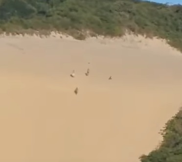 VÍDEO: Pessoas são flagradas subindo no Morro do Careca no último domingo