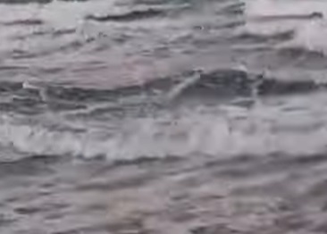 VÍDEO: Tubarão aparece na beira-mar de praia do Rio Grande do Norte