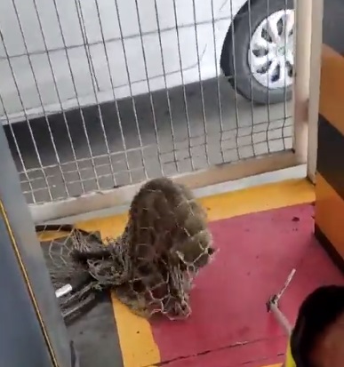 VÍDEO: Guaxinim é encontrado em estacionamento de supermercado em Natal