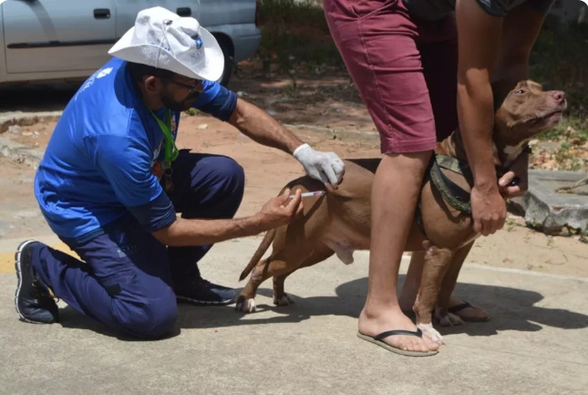 Campanha antirrábica: Natal divulga pontos de vacinação para cães e gatos neste sábado