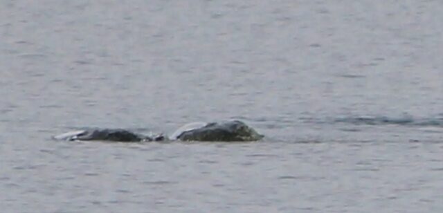 Novo ‘avistamento’ do monstro do Lago Ness capturado em fotos ‘emocionantes’