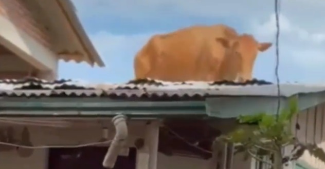 VÍDEO: Vaca vai parar em cima de telhado de casa após ciclone