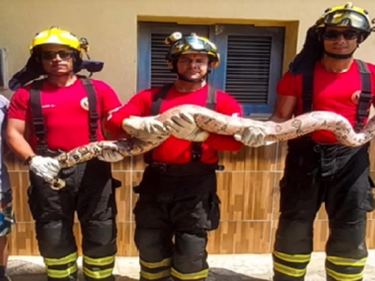 Jiboia de quase 3 metros é capturada em quintal de residência em Mossoró