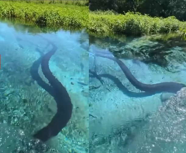 VÍDEO: Sucuri aparece em rio de água cristalina e surpreende turistas