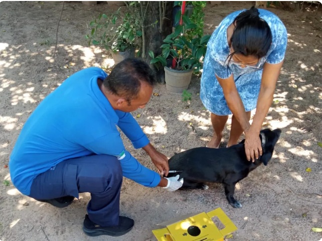 Veja onde vacinar cães e gatos contra a raiva neste sábado em Natal