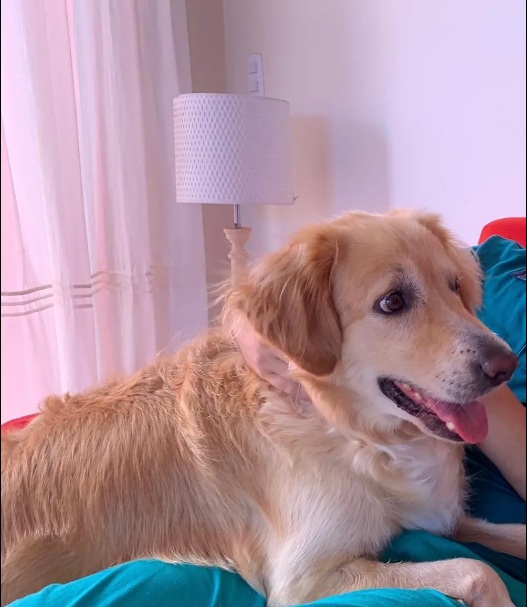 Surfista cai de falésia em Pipa e é salvo por latidos de cachorro