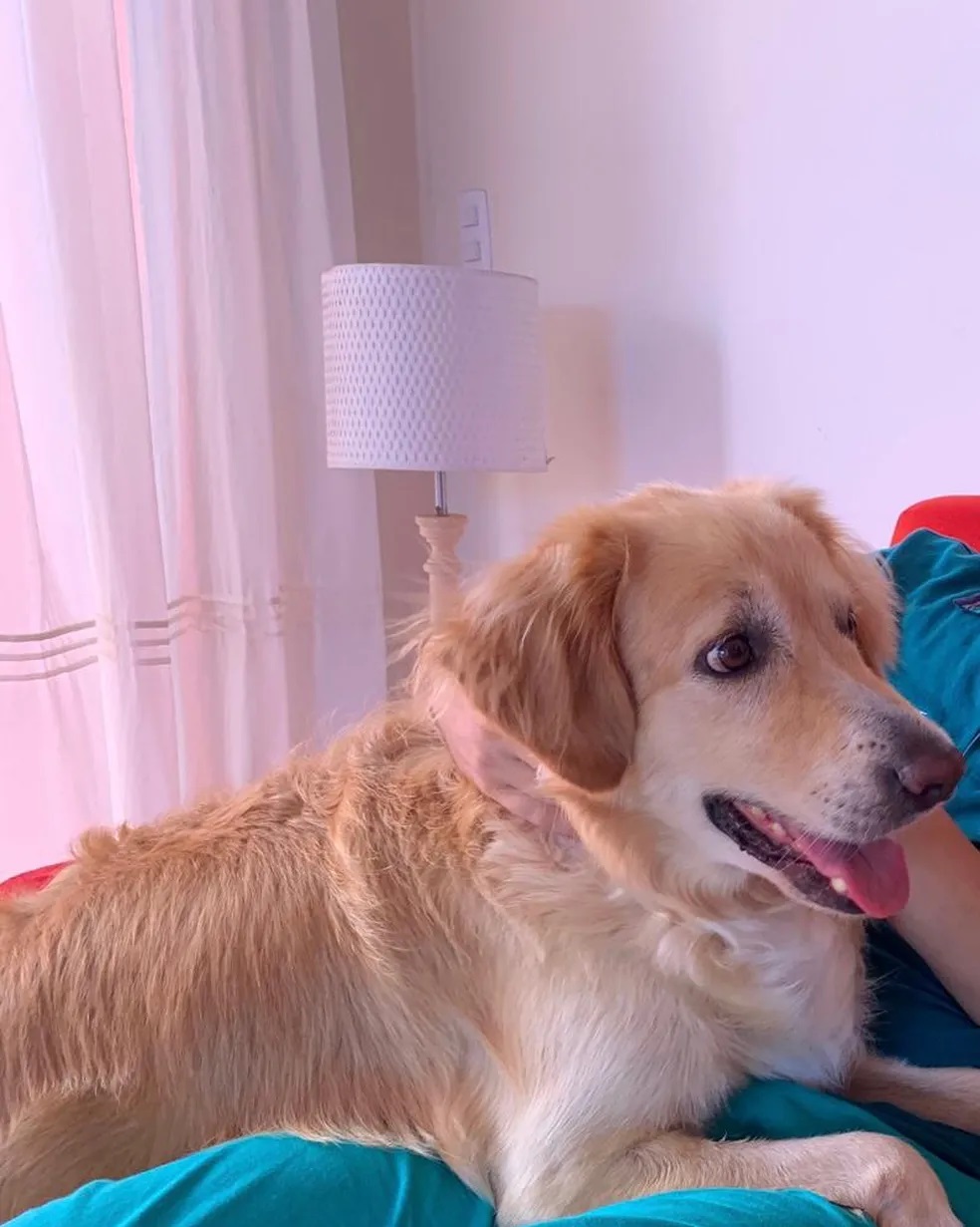 Surfista cai de falésia em Pipa e é salvo por latidos de cachorro: ‘Um herói’