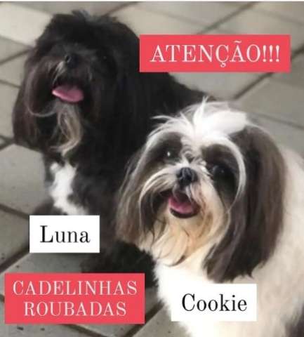 Criminoso rouba duas cachorras em Capim Macio e família oferece recompensa