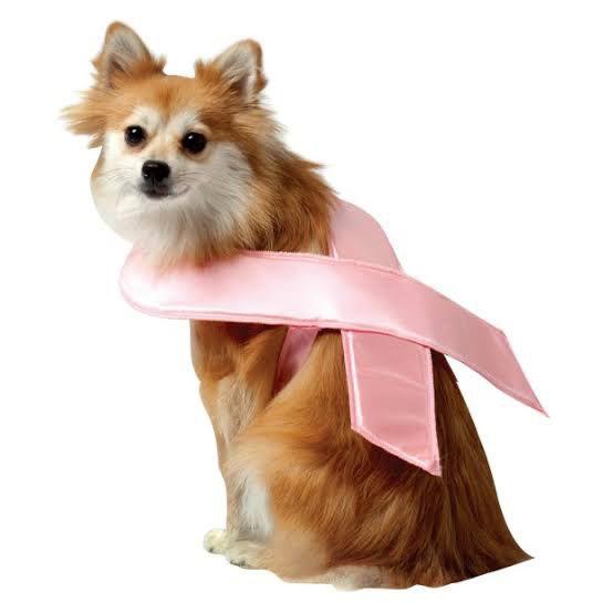 Outubro Rosa: Campanha alerta sobre prevenção de câncer de mama também em animais