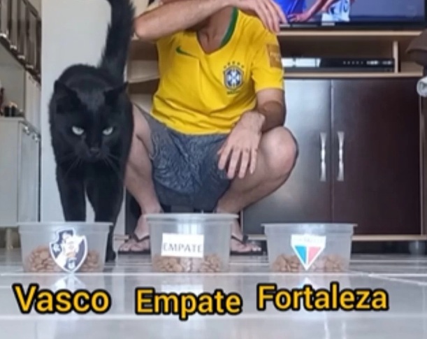 VÍDEO: Famoso na web, gatinho vidente prevê vencedor de duelo do Brasileirão