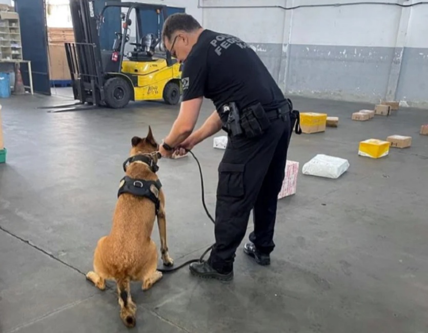 Cães farejadores da PF encontram 1 kg de maconha em encomendas enviadas pelos Correios em Natal