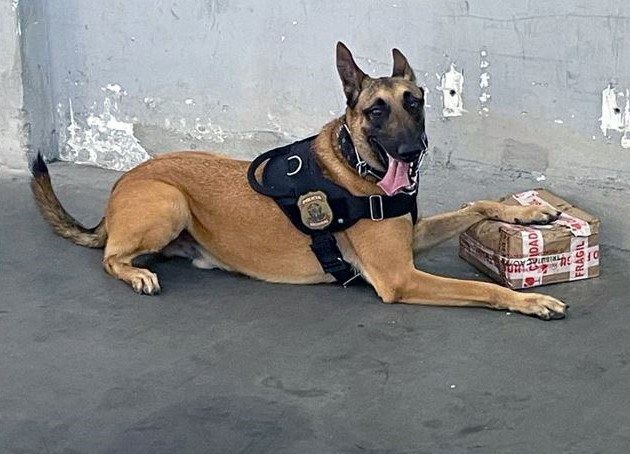 Com ajuda de cães farejadores, PF apreende 1 kg de maconha enviada pelos Correios ao RN