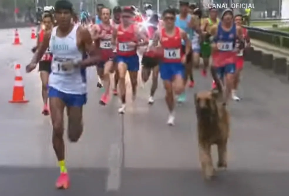 VÍDEO: Cachorro invade maratona no Pan e corre ao lado de brasileiro