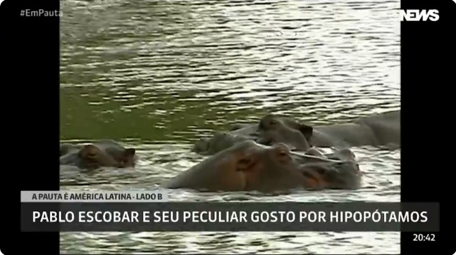 Colômbia vai sacrificar parte dos hipopótamos descendentes dos animais de Pablo Escobar