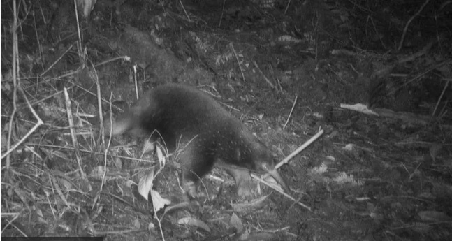 Imagens inéditas que mostram que espécie de mamífero raro que põe ovos não está extinta como se pensava