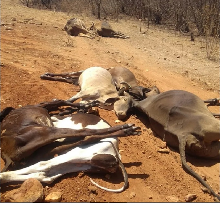 Mais de 25 animais morrem na zona rural de Jucurutu e Idiarn é acionado para investigação