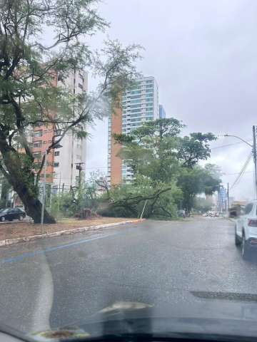 Árvore cai por trás da sede do América-RN; veja imagem