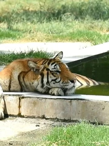 Zoológico flagra tigre com sapato na boca e descobre corpo na jaula