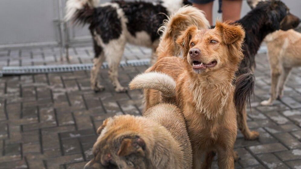 Dezembro Verde: mês reforça combate ao abandono e maus-tratos a animais