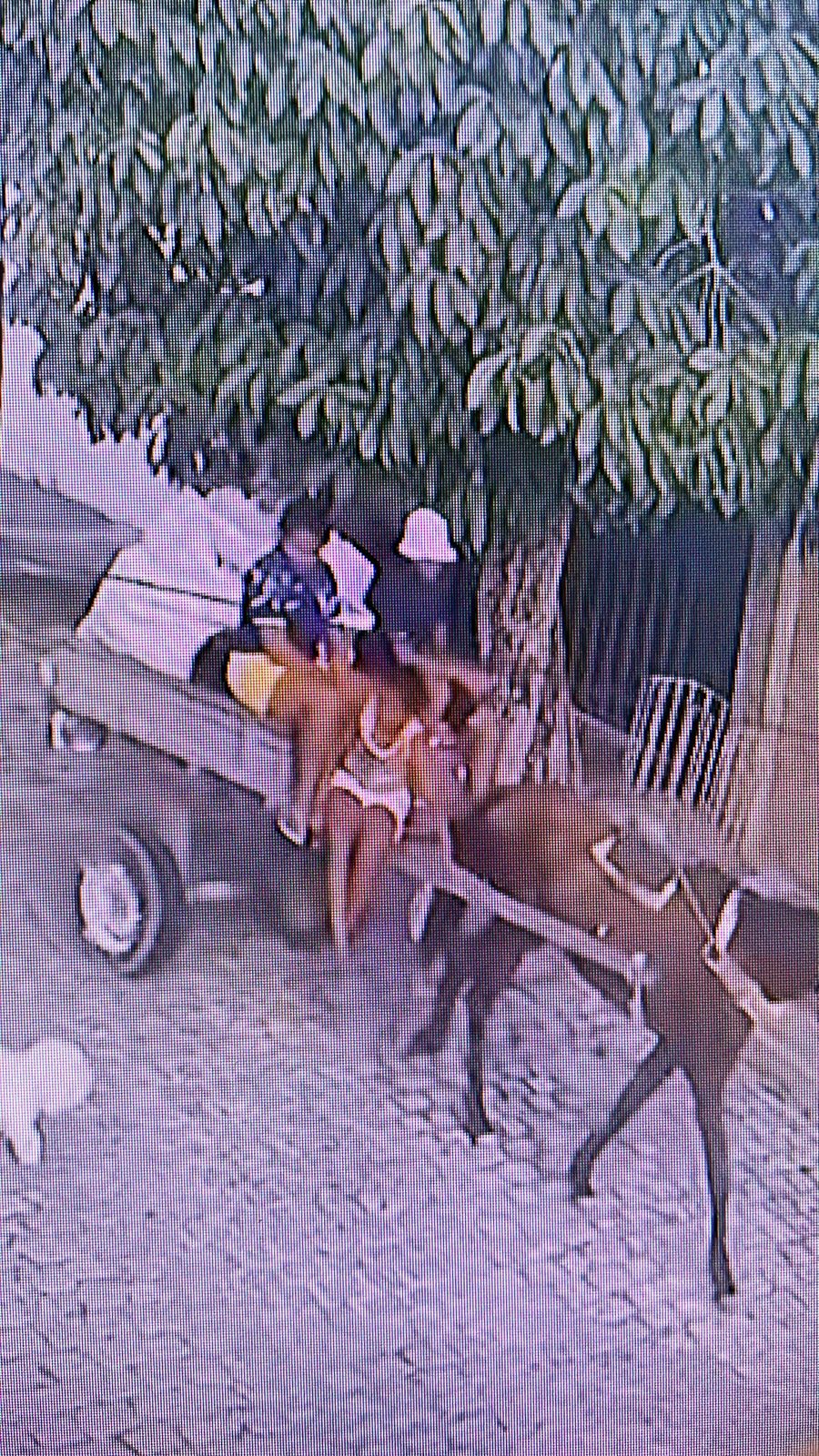 Polícia Civil divulga imagens de furto de um cachorro em Natal