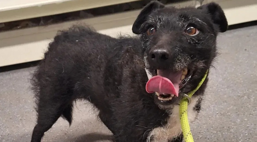 Cachorra que sobreviveu na natureza após desaparecer há quase 7 anos é resgatada