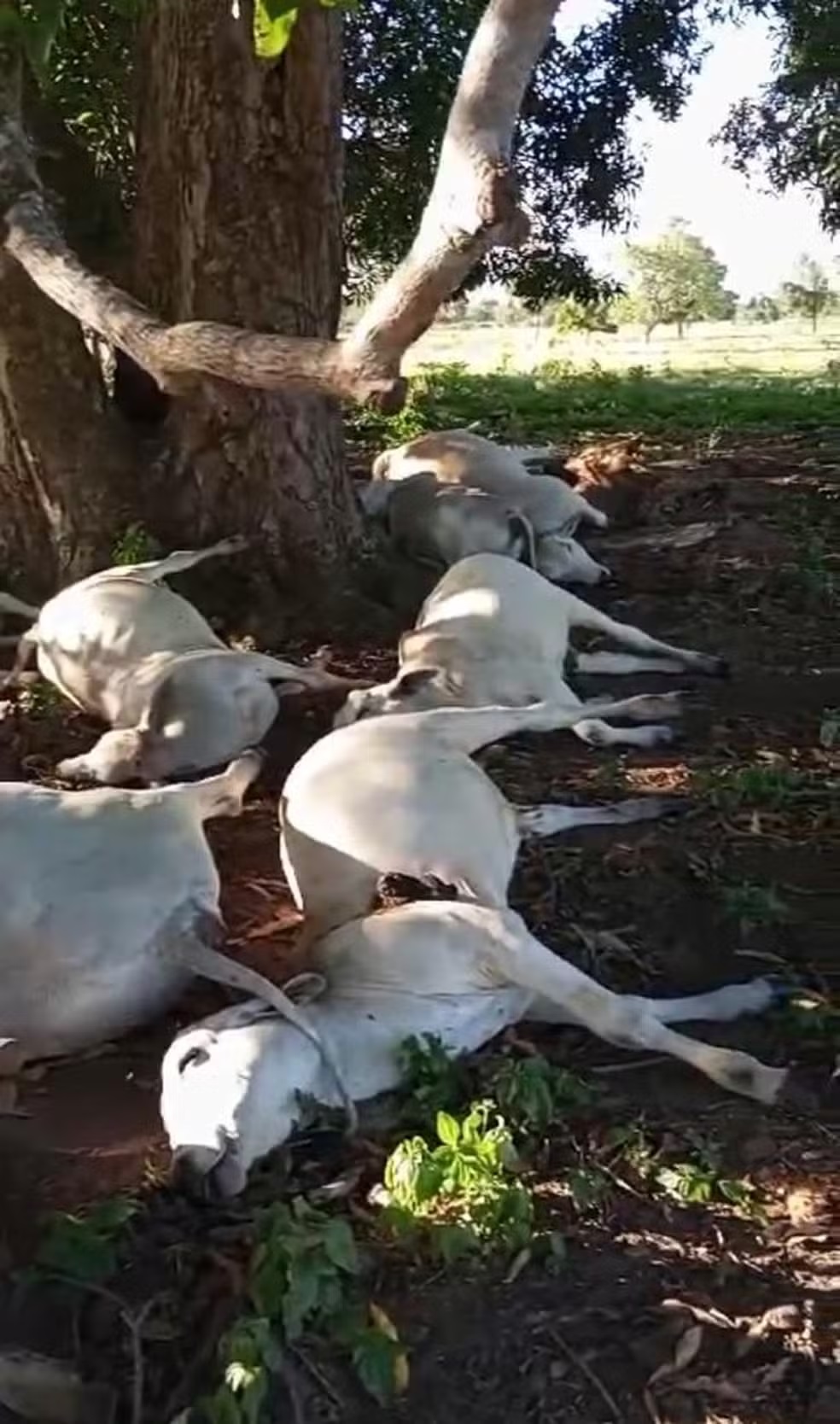VÍDEO: Mais de 40 bois morrem atingidos por raio após se abrigarem embaixo de árvore durante temporal