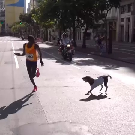 VÍDEO: Cachorro invade a pista e atrapalha vencedora da São Silvestre