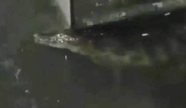 VÍDEO: Jacaré invade residência durante temporal no RJ