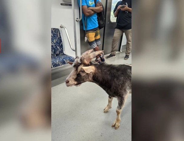 VÍDEO: Passageiros flagram bode pegando “carona” em vagão de trem em SP