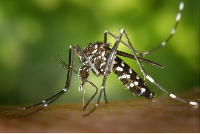 Casos de dengue crescem 20% e Sesap emite alerta para epidemia