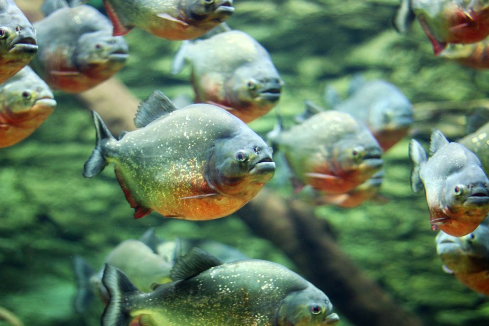 Cinco banhistas foram atacados por piranhas em rio do RN no fim de semana