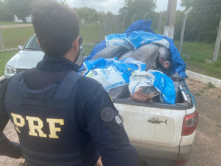 PRF apreende 700 kg de atum transportado de maneira irregular no RN