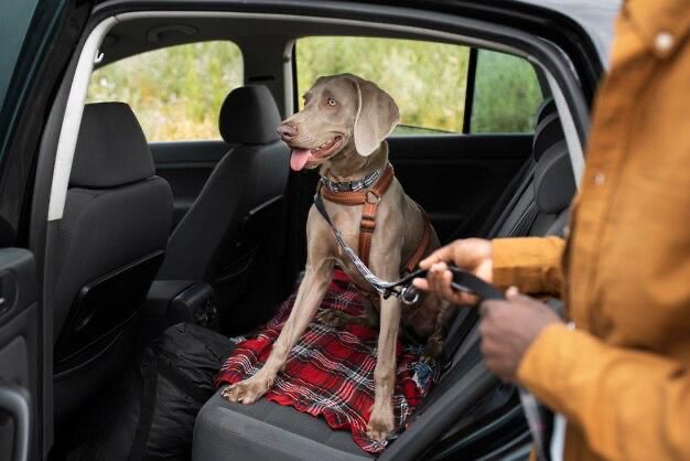 Viajar com pets no carnaval pode ser divertido, desde que as recomendações sejam seguidas, alerta médica-veterinária